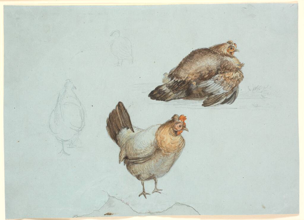 Høns. Studie