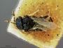 Habrolepis cyanea