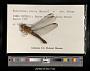 Hadrothemis coacta