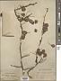 Haematoxylum campechianum L.