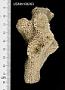 Haimesiastraea conferta