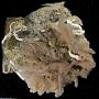 Haliclona sp.