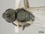Halictus (Chloralictus) sublatens