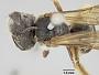 Halictus townsendi