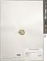 Halimeda sp.