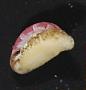 Haliotis sp.