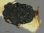 Halizoa rufipes