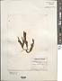 Halopteris sp.
