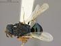 Halticoptera laticeps