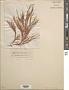 Halymenia formosa