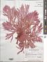 Halymenia sp.