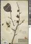 Hamamelis mollis Oliv.