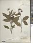 Hamelia versicolor A. Gray