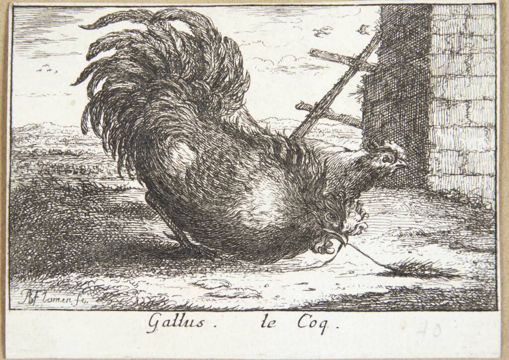 Hanen (Gallus)