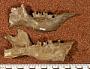 Hapalops grandaevus Mercerat