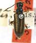 Hapalosalia lineicornis