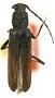 Haplidus breviceps