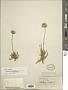 Haplopappus integerrimus (Hook. & Arn.) H.C. Hall var. integerrimus