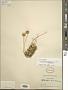 Haplopappus integerrimus (Hook. & Arn.) H.C. Hall var. integerrimus
