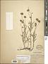 Haplopappus poeppigianus (Hook. & Arn.) A. Gray