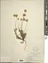 Haplopappus pulchellus DC.