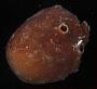 Haplosclerida