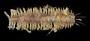 Harmothoe sp.