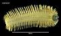 Harmothoe spinosa