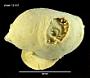Harpovoluta charcoti