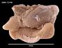 Harpovoluta charcoti
