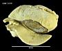 Harpovoluta charcoti