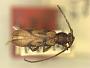 Haruspex similis