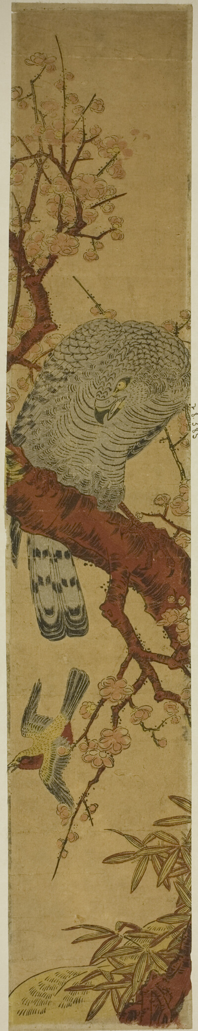 Hawk on Plum Branch Looking Down at Fleeing Bird