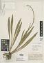 Hecubaea aptera S.F. Blake