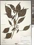 Hedera sp.