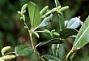 Hedyosmum arborescens Sw.