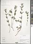 Hedyotis sp.