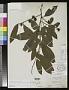 Heisteria biflora Rusby