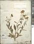 Helenium autumnale L.