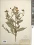 Helenium autumnale L.