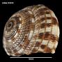 Heliacus variegatus