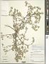 Helichrysum herniarioides DC.