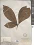 Helicia erratica Hook. f.