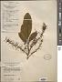 Helicia erratica Hook. f.