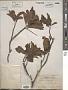 Helicia erratica Hook. f.