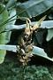 Heliconia marginata (R.F. Griggs) Pittier