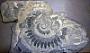 Helicoprion sp