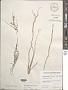 Helminthocladia rhizoidea Doty & I.A. Abbott