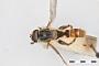 Helophilus distinctus