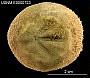 Hemiaster globulus
